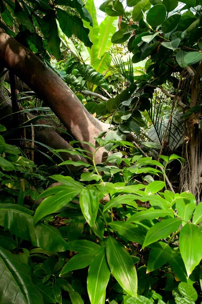 Dense Tropical Rain Forest Trees Ferns Plants — Stock Photo, Image