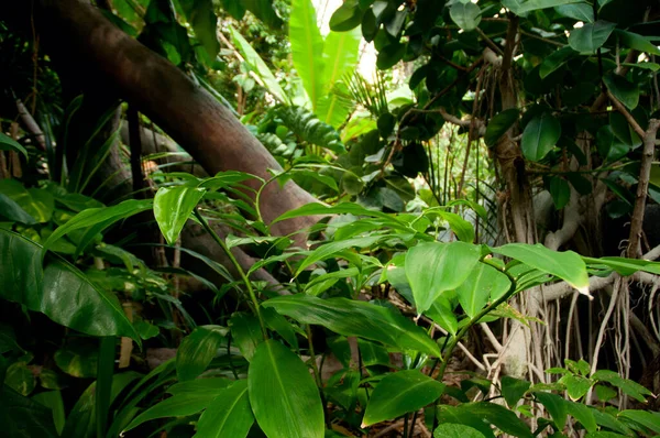 Dense Tropical Rain Forest Trees Ferns Plants — Stock Photo, Image