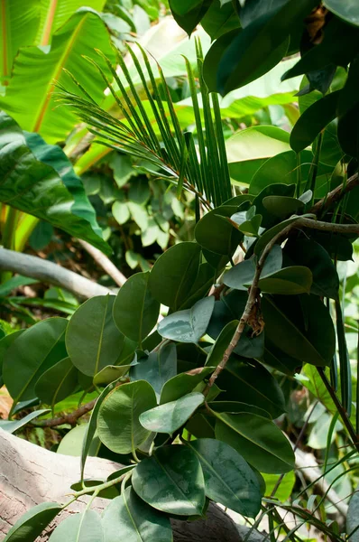 Dense Tropical Rain Forest Trees Ferns Plants — Stock Photo, Image