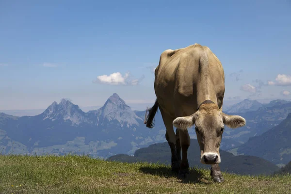 Vache Sur Sommet Montagne — Photo