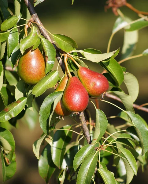 Leckere Süße Birnen Früchte Nahrung — Stockfoto