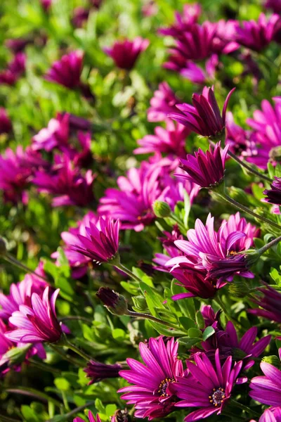 夏天的美丽与美丽的紫色雏菊 — 图库照片