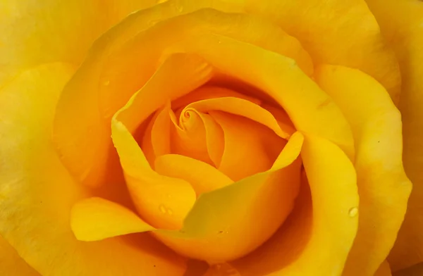 Macro Vicino Una Rosa Arancione Giallo Vivo Fiorente — Foto Stock
