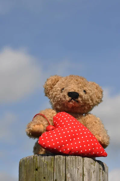 Oso Teddy Con Corazón Mesa Madera —  Fotos de Stock