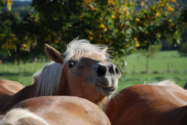 Haflinger Lófajta — Stock Fotó