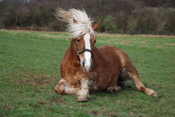 Haflinger Raza Caballo —  Fotos de Stock