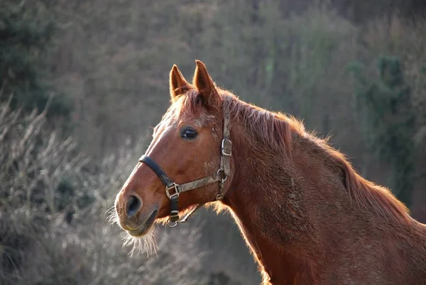 Roztomilý Kůň Divoké Přírodě — Stock fotografie