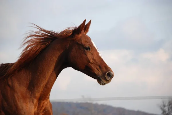 Schattig Paard Wilde Natuur — Stockfoto