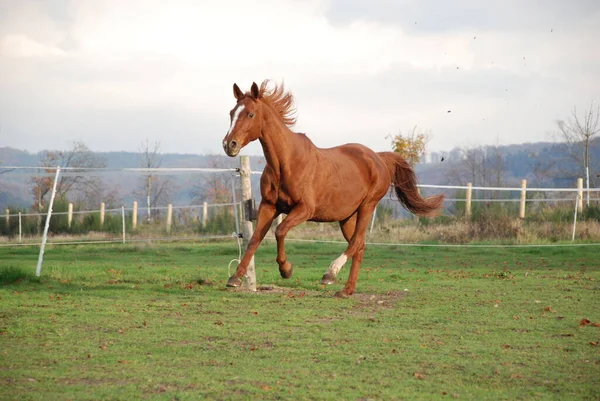 Niedliches Pferd Wilder Natur — Stockfoto