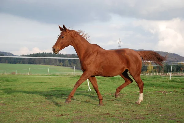 Mignon Cheval Nature Sauvage — Photo