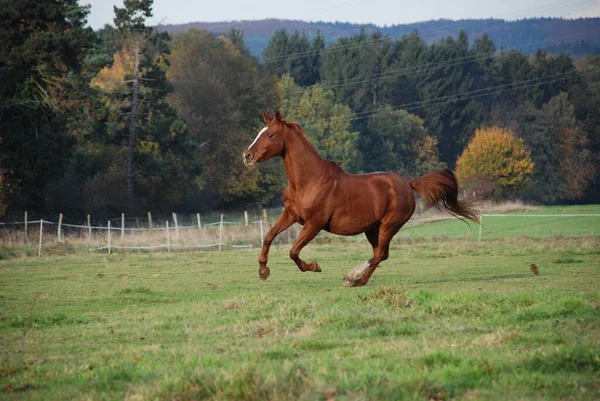 cute horse at wild nature