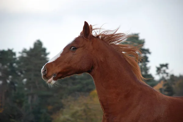 Χαριτωμένο Άλογο Εξωτερική Βολή Την Ημέρα — Φωτογραφία Αρχείου
