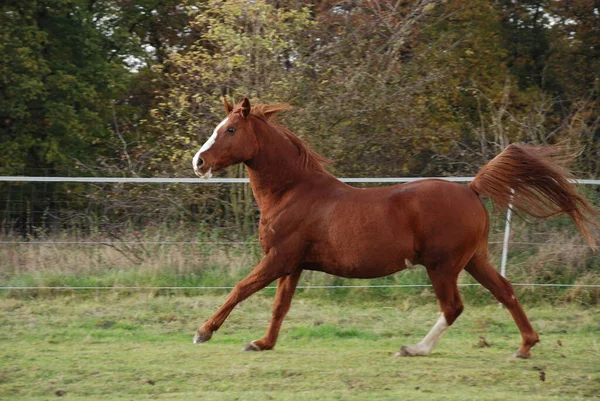 Bonito Cavalo Selvagem Natureza — Fotografia de Stock