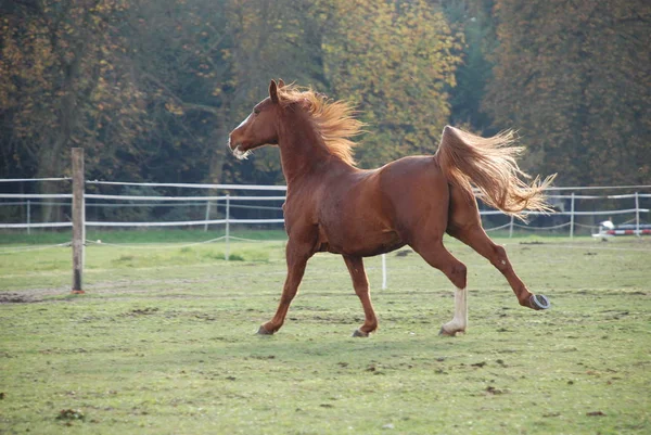Cavalo Bonito Tiro Livre Durante Dia — Fotografia de Stock