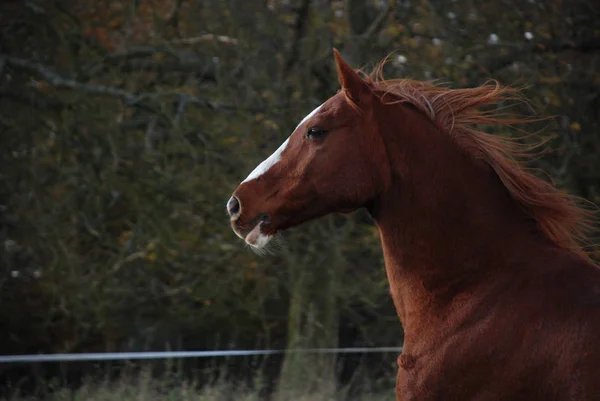 Милая Лошадь Дикой Природе — стоковое фото