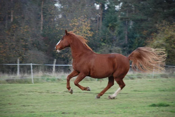 cute horse at wild nature