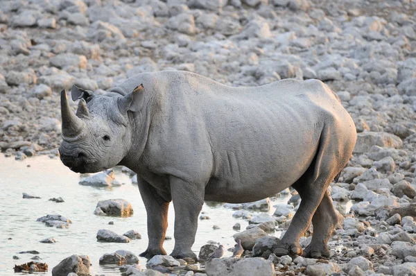 Rhino Bij Waterput — Stockfoto