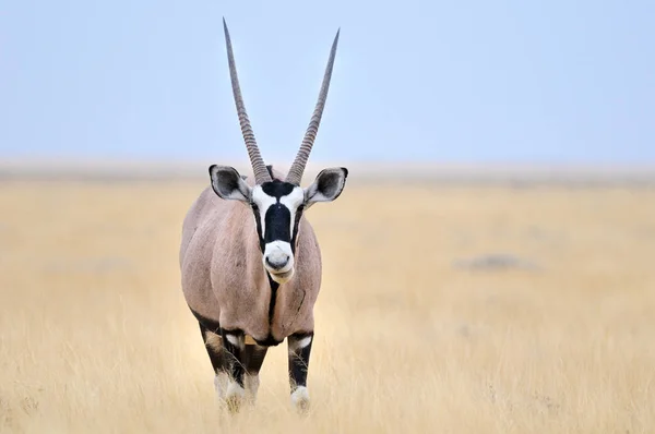 Oryx Antelope Vilda Djur Natur Fauna — Stockfoto