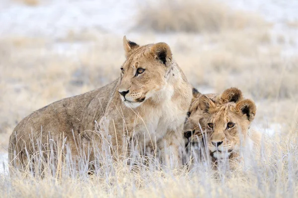 Lion family in natural habitat