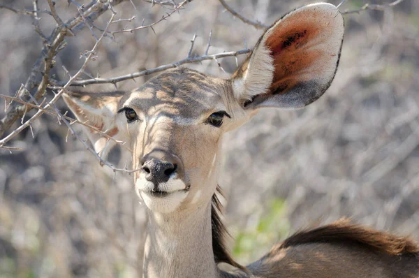 Kudu Las Ramas —  Fotos de Stock