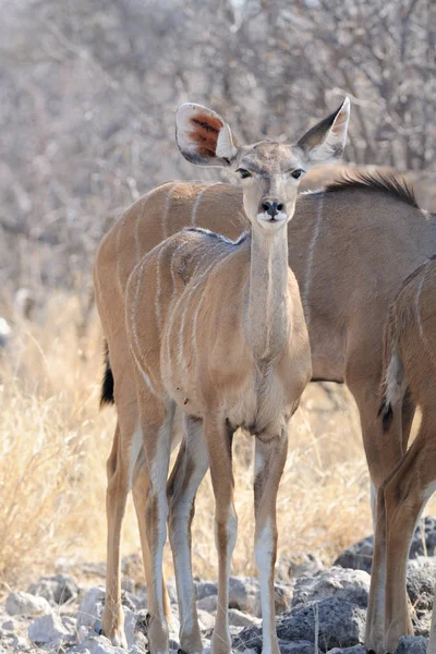 Kudu Antilop Állatok Vadon Élő Állatok Természet Fauna — Stock Fotó