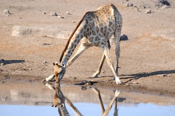 Große Giraffe Afrikanisches Tier — Stockfoto
