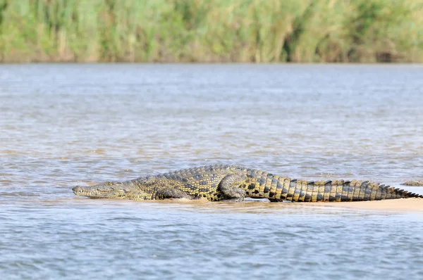 Crocodil Animal Reptil Periculos — Fotografie, imagine de stoc