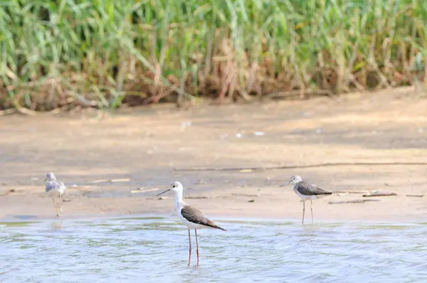 Zicht Prachtige Vogel Natuur — Stockfoto