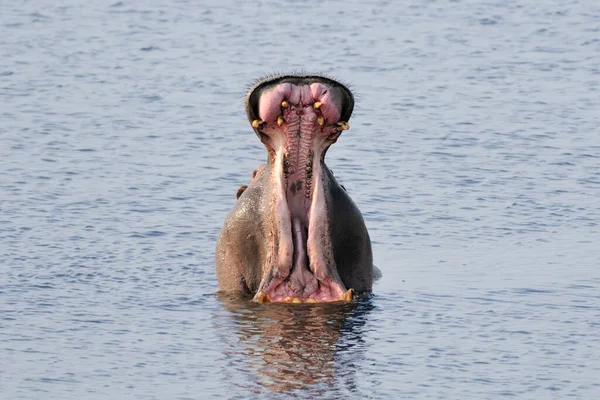 Maul Hippo — Stock Photo, Image