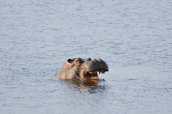 Hippopotame Chobe Botswana — Photo