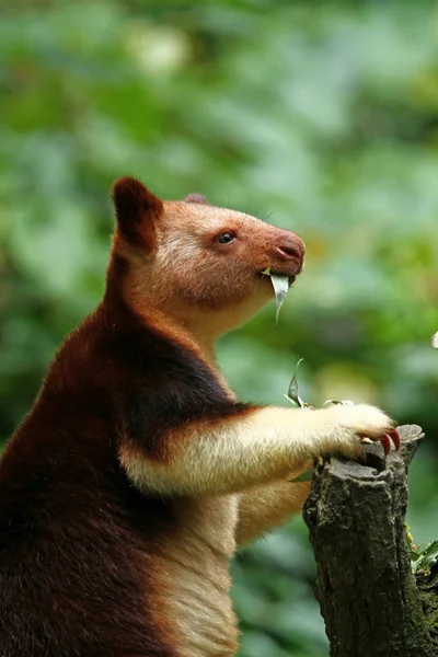 袋鼠动物 澳大利亚动物 — 图库照片