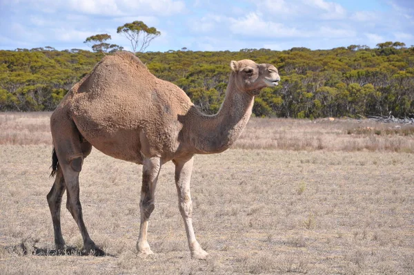 Dromedário Também Chamado Camelo Árabe Grande Ungulado Com Uma Corcunda — Fotografia de Stock