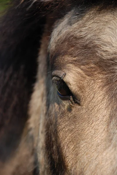 Cute Horse Wild Nature — Stock Photo, Image