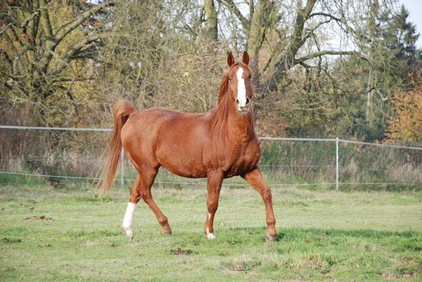 Cavallo Campo — Foto Stock