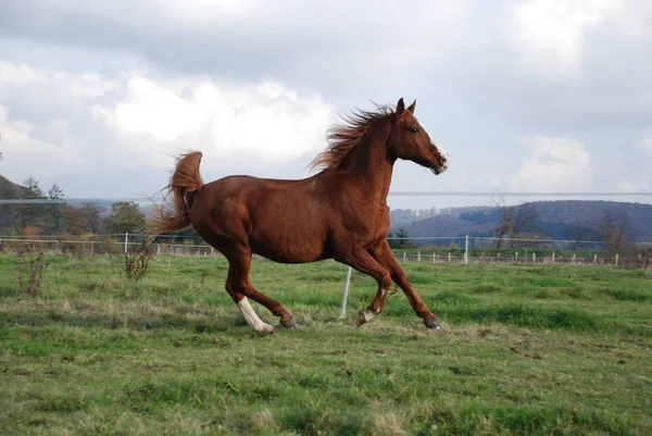 Cheval Dans Champ — Photo