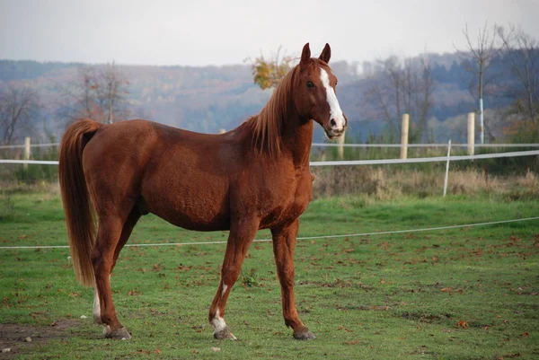 Cheval Dans Champ — Photo