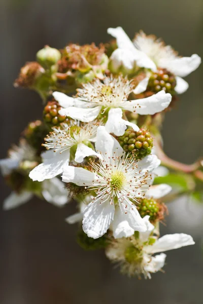 White Flowers Petals Spring Summer Flora — Stock Photo, Image