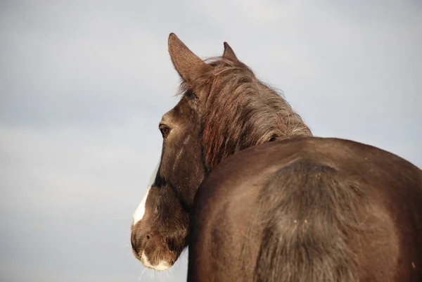 Cavalos Livre Durante Dia — Fotografia de Stock