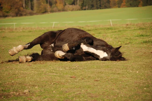 Cavalos Livre Durante Dia — Fotografia de Stock
