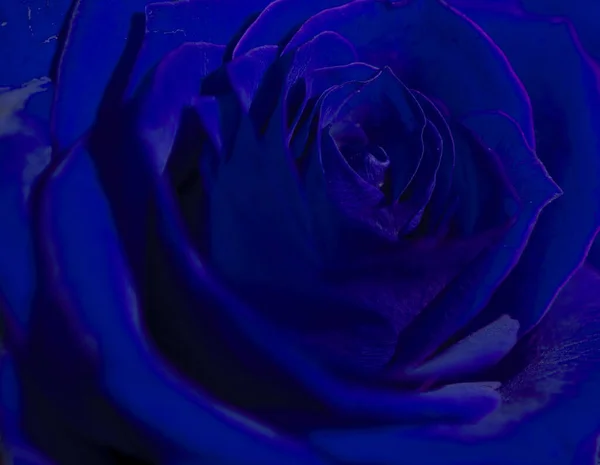 Cette Photo Présente Une Rose Bleue — Photo