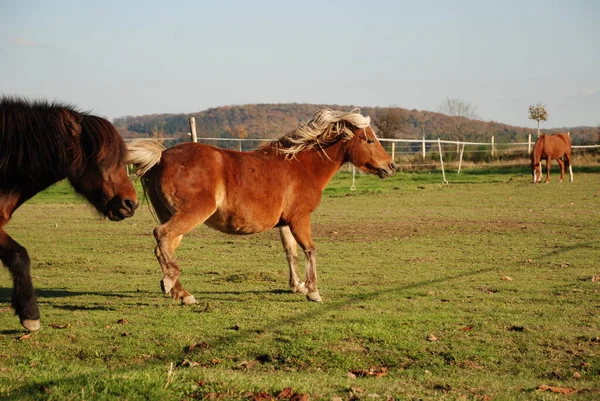 Animales Caballo Animales Pastoreo Fauna Naturaleza — Foto de Stock