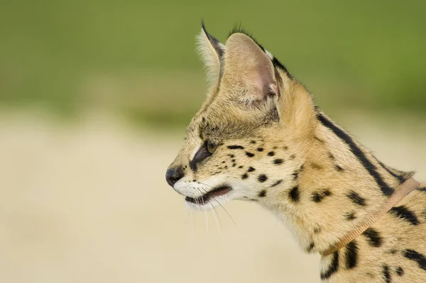 Serval Wild Cat Dots — Stock Photo, Image