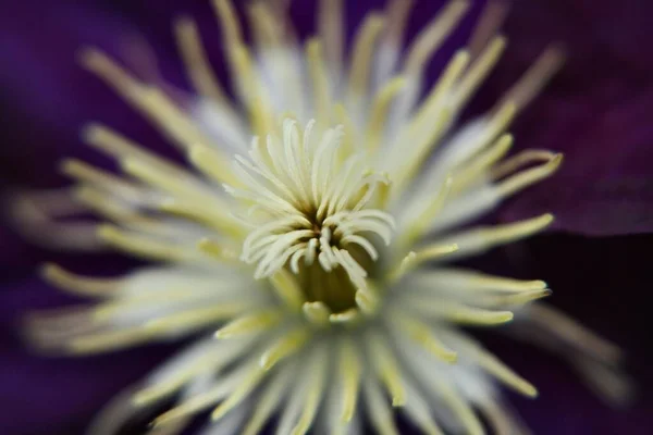 Çiçek Yaprakları Bitki Bitkileri — Stok fotoğraf