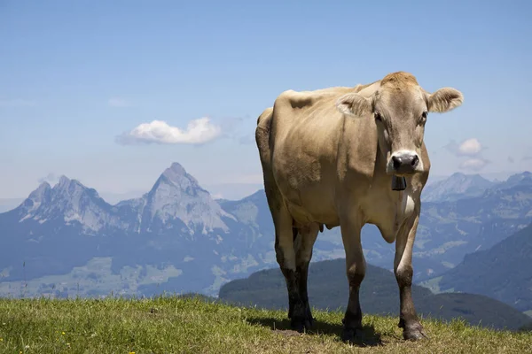 Mucca Svizzera Con Miti Sullo Sfondo — Foto Stock