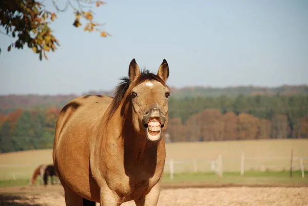 野生の自然でかわいい馬 — ストック写真