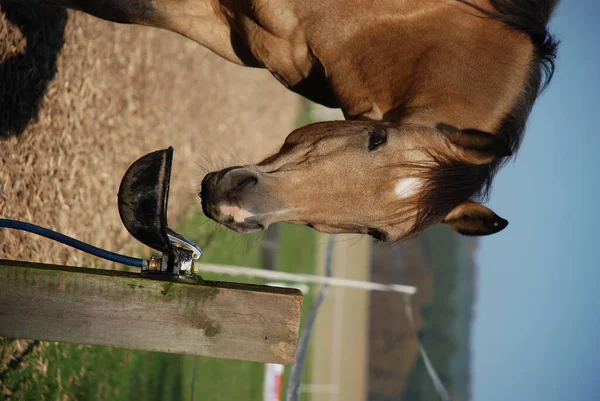 Cavallo Carino Colpo All Aperto Durante Giorno — Foto Stock