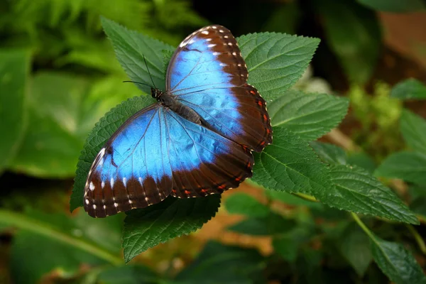 Exotische Vlinder Met Vleugels Insect — Stockfoto