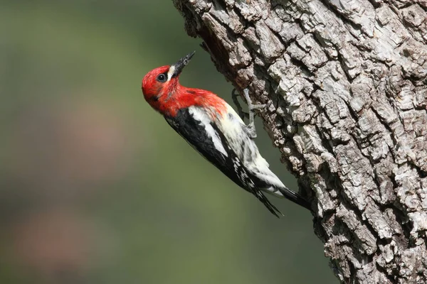 Vörösmellű Sapsucker Sphyrapicus Ruber Egy Fatörzsön Kiürít Egy Fészeklyukat — Stock Fotó