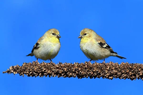 Güzel Ispinoz Kuşunun Manzarası — Stok fotoğraf