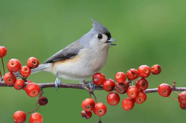 Topo Tonto Baeolophus Bicolor Posatoio Ciliegie Selvatiche Con Sfondo Colorato — Foto Stock